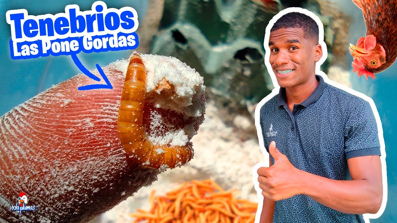 Cómo criar tenebrios desde cero en casa fácil y rápido | Gusano de la harina | Reproducción