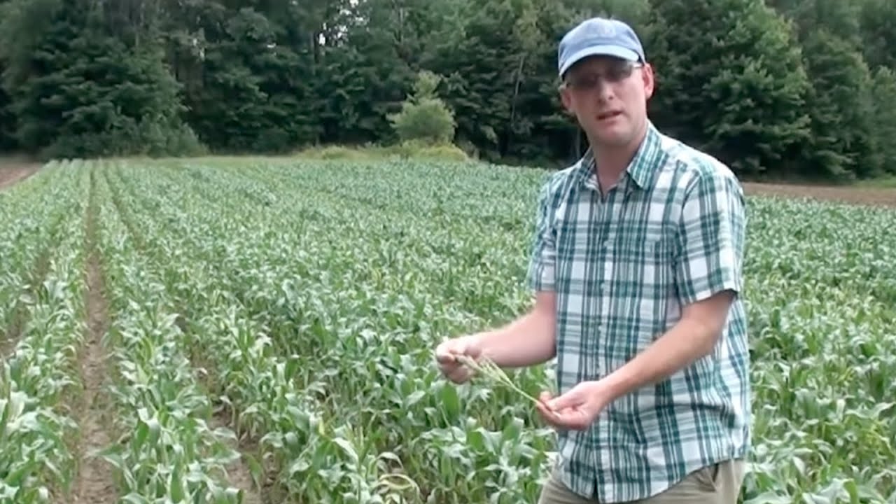 Creating Organic Hybrid Sweet Corn