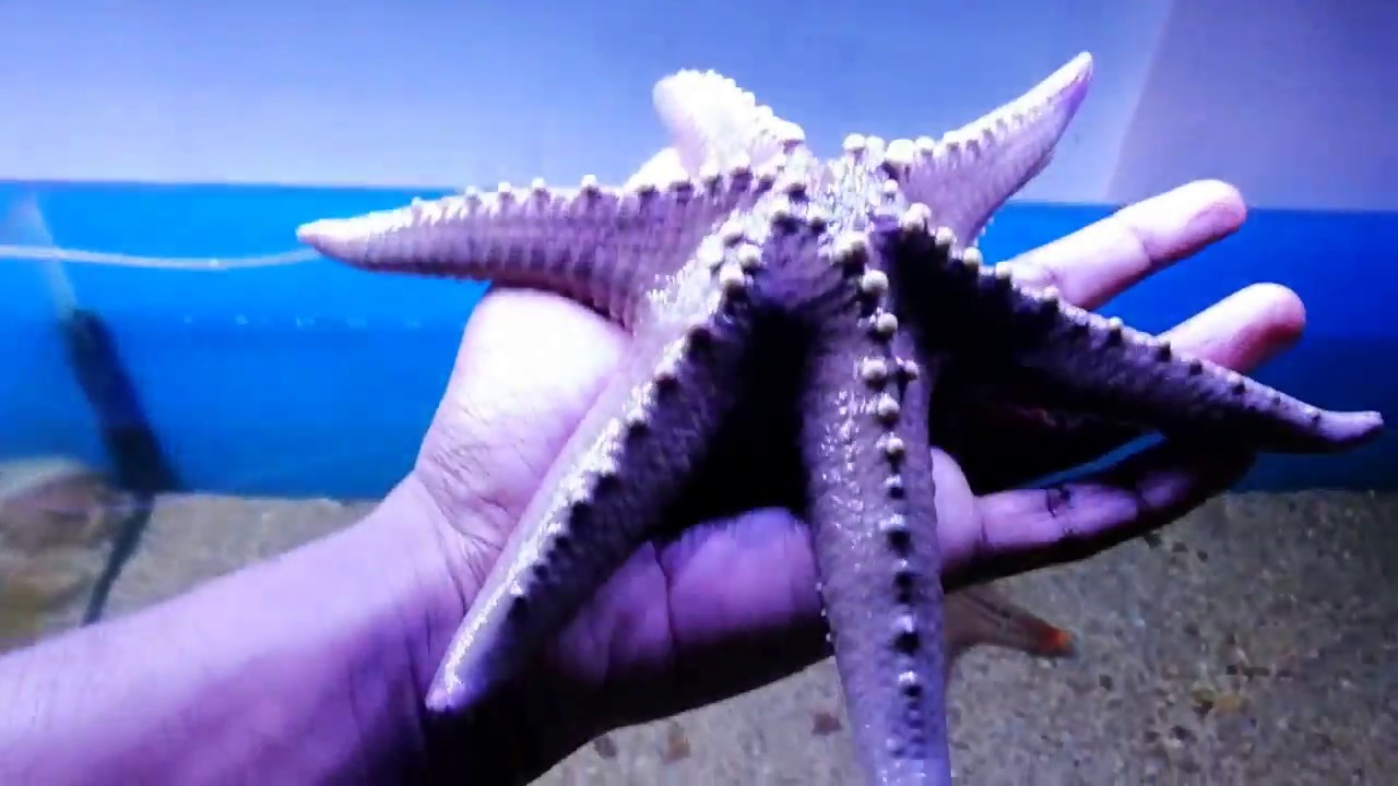 india's first seashell museum |mahabalipuram | Chennai