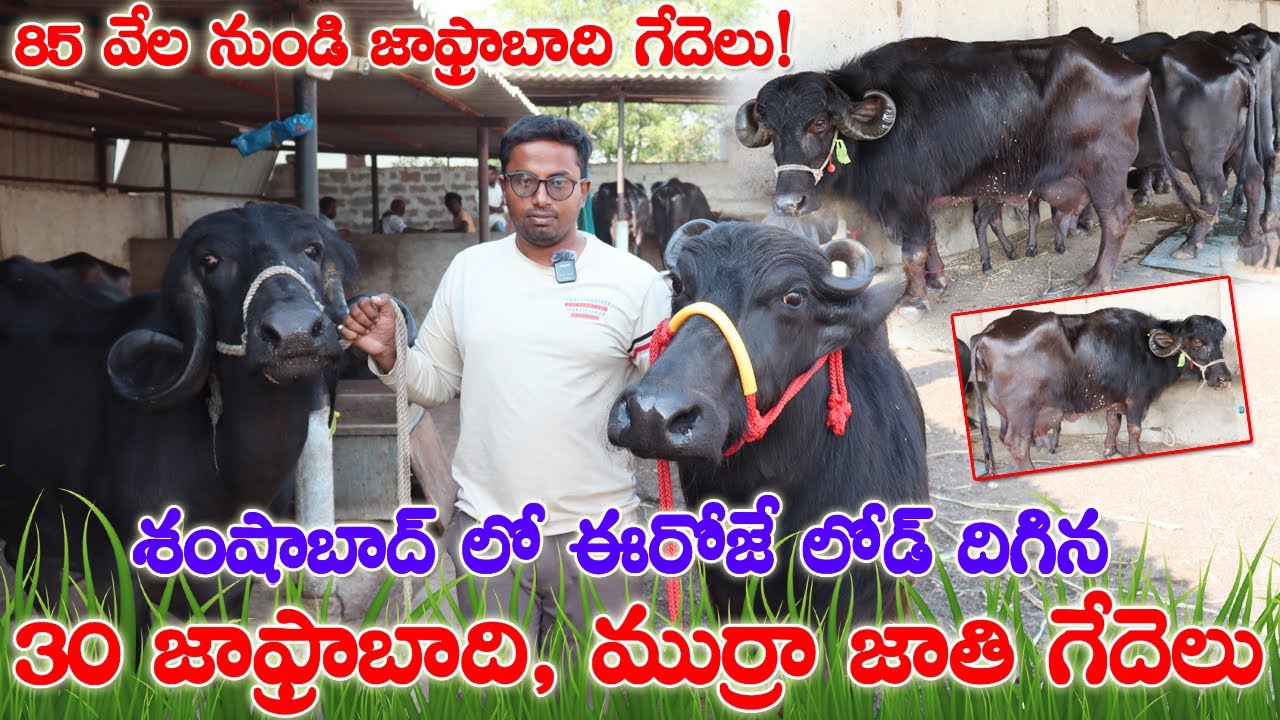 30 Jafrabadi & Murra Buffaloes for sale| 85 వేల నుండి.. హర్యానా,గుజరాత్ లో ఈనిన గేదెలు దొరకడం లేదు!