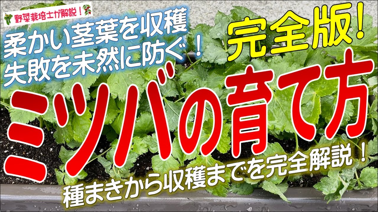 ミツバの上手な育て方（種まきから収穫まで完全解説！）三つ葉栽培のコツとポイントが分か