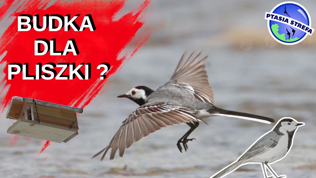 Wieszamy nowe, dziwne budki dla ptaków...