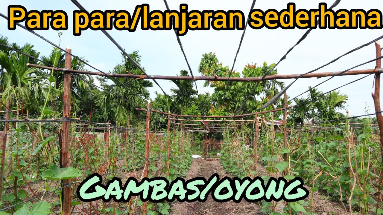 Cara mudah!! membuat para para/lanjaran sederhana tanaman gambas atau oyong
