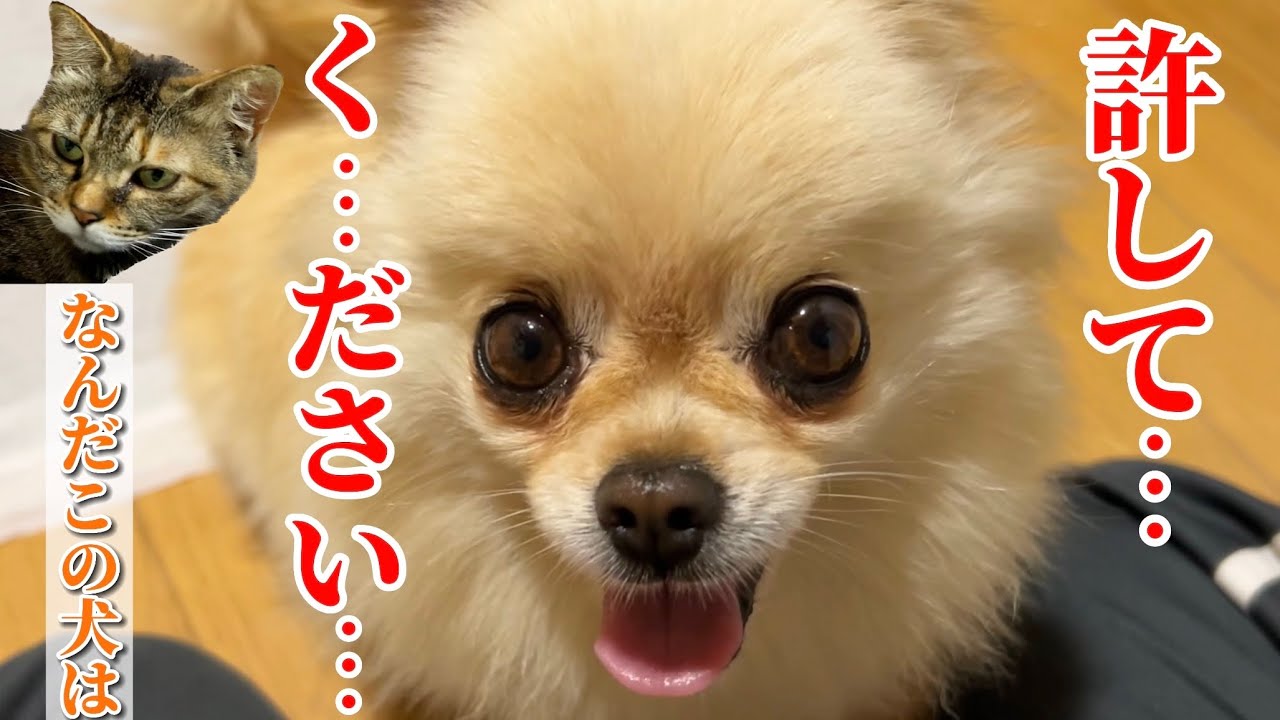 保護犬が保護猫と大喧嘩してしまいました…