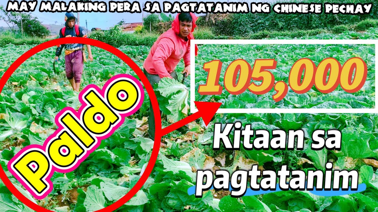 Magkano ba ang Kitaan sa Pagtatanim ng mga Gulay? | Paldo nga ba ang pagsasaka ng Gulay? |Jayson