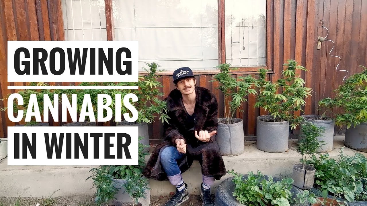 Growing Cannabis in Winter!