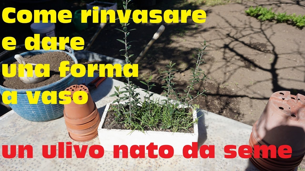 Come rinvasare e allevare a vaso un ulivo nato da seme