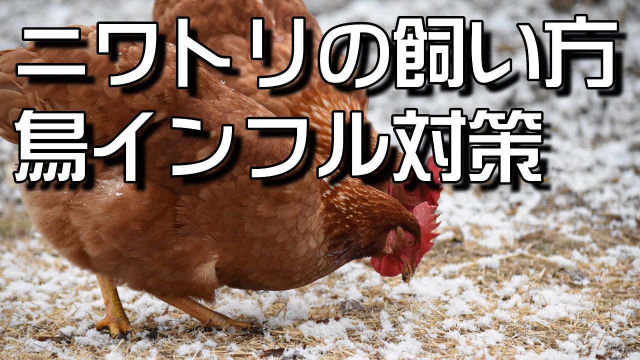 ニワトリの飼い方～鳥インフルエンザ対策