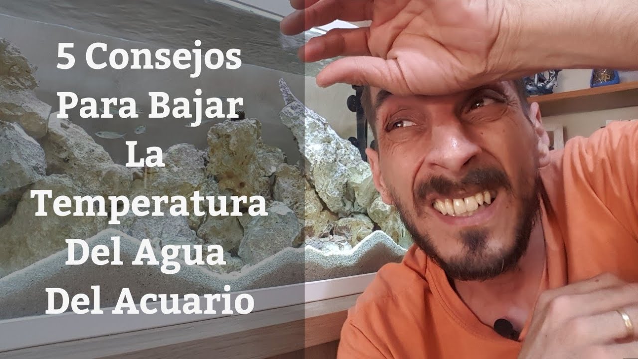 🔵 5 Consejos Para Enfriar El Agua Del Acuario En Verano (Acuarios MB)