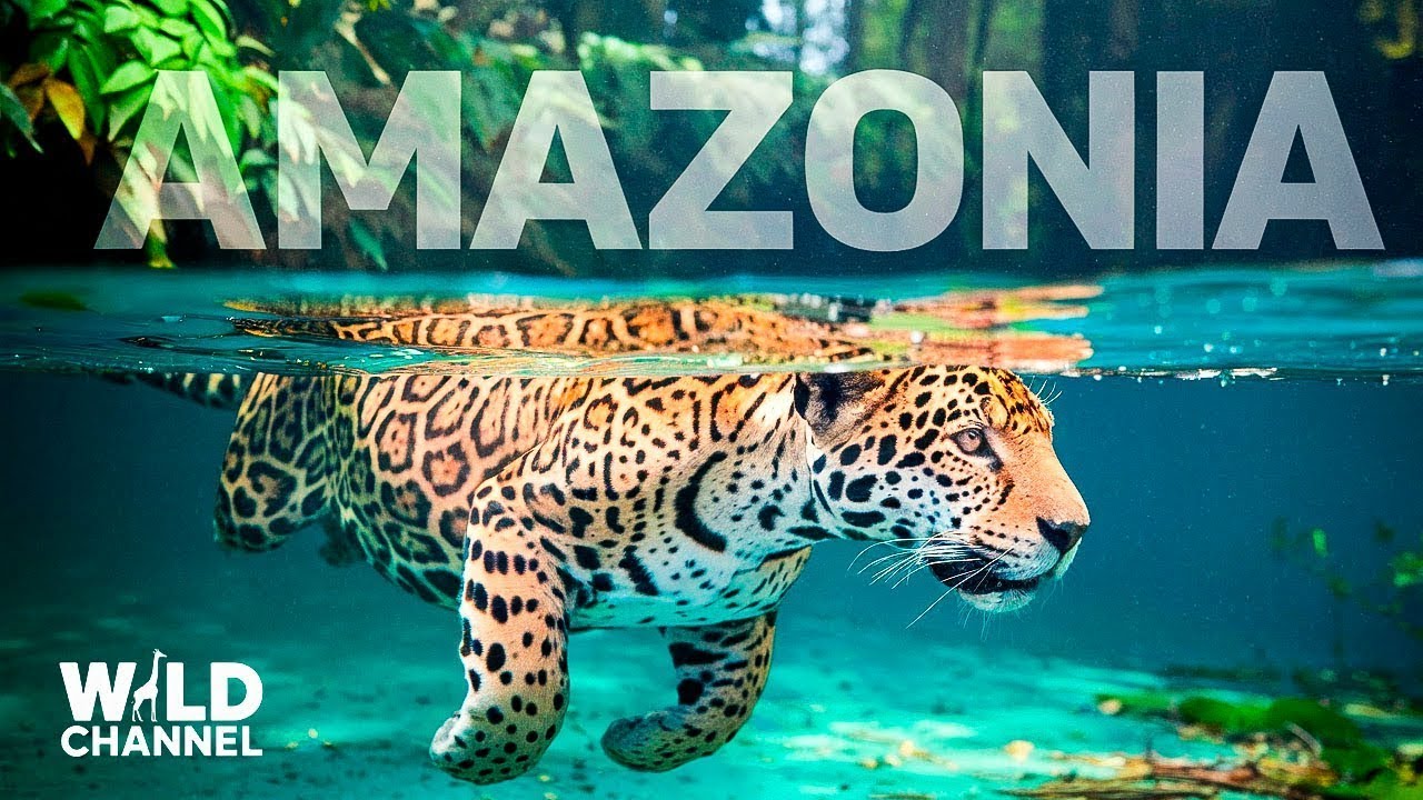Nunca Entre na Amazônia Sozinho| Amazônia Selvagem Entre o Rugido da Onça e o Sussurro da Destruição