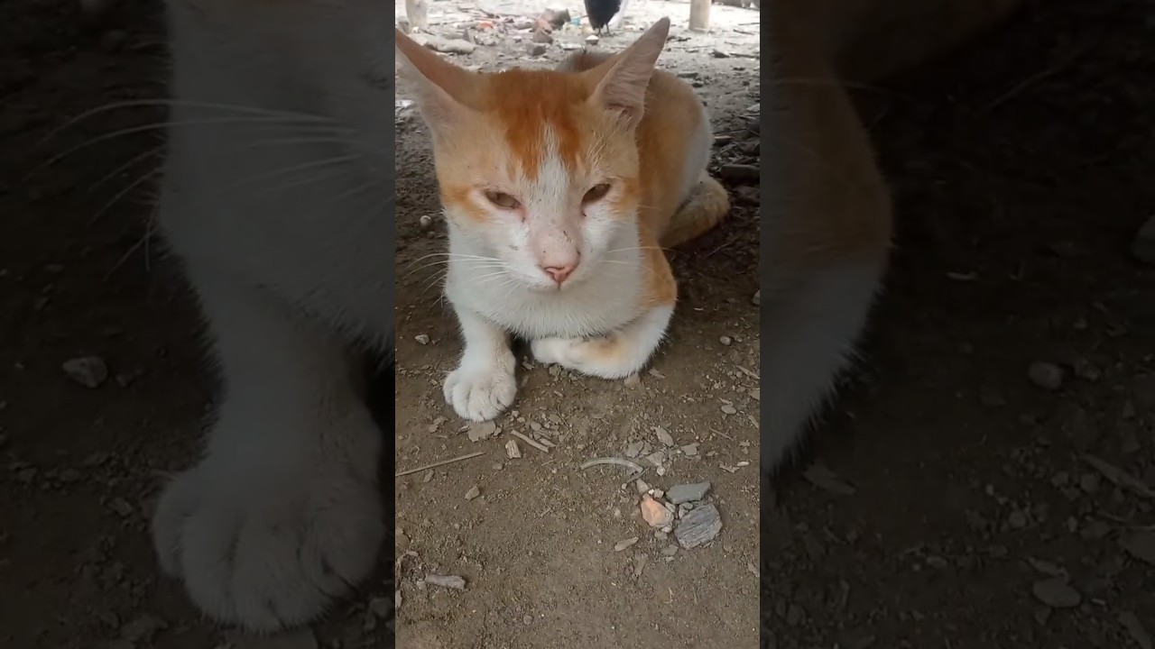 bhilai meow || cat voice || cat song || 