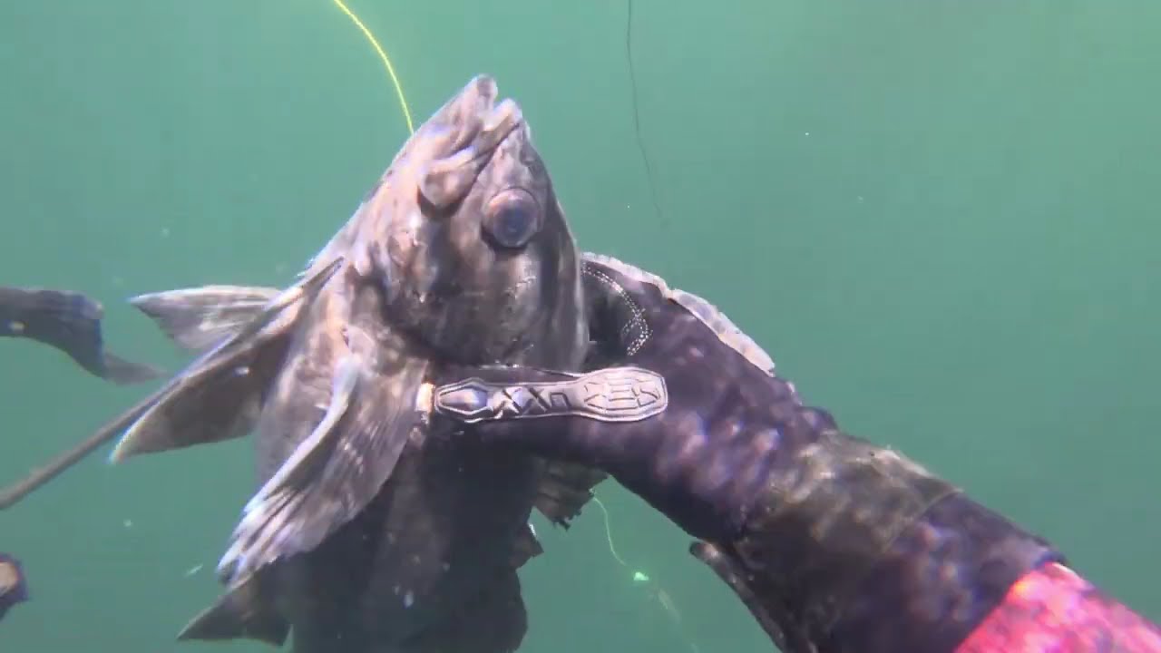 2025 Spearfishing Oct 4