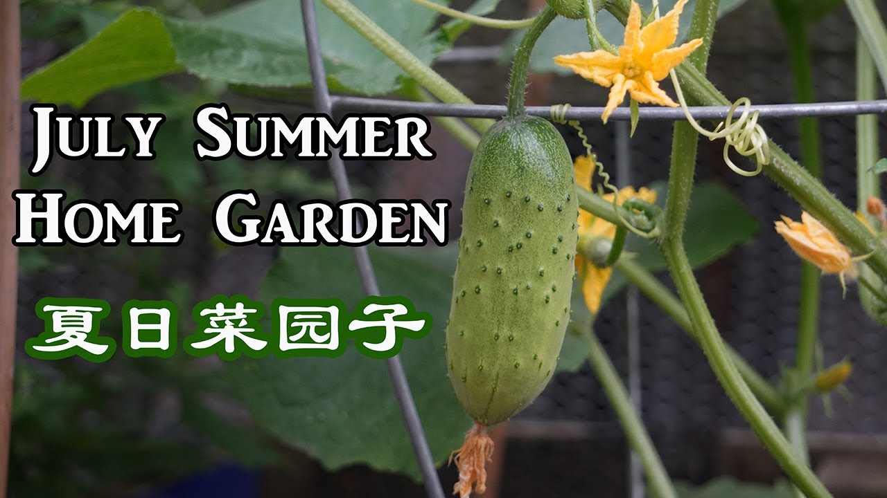 North America Zone 6 July summer garden, 北美6区夏天我家后院