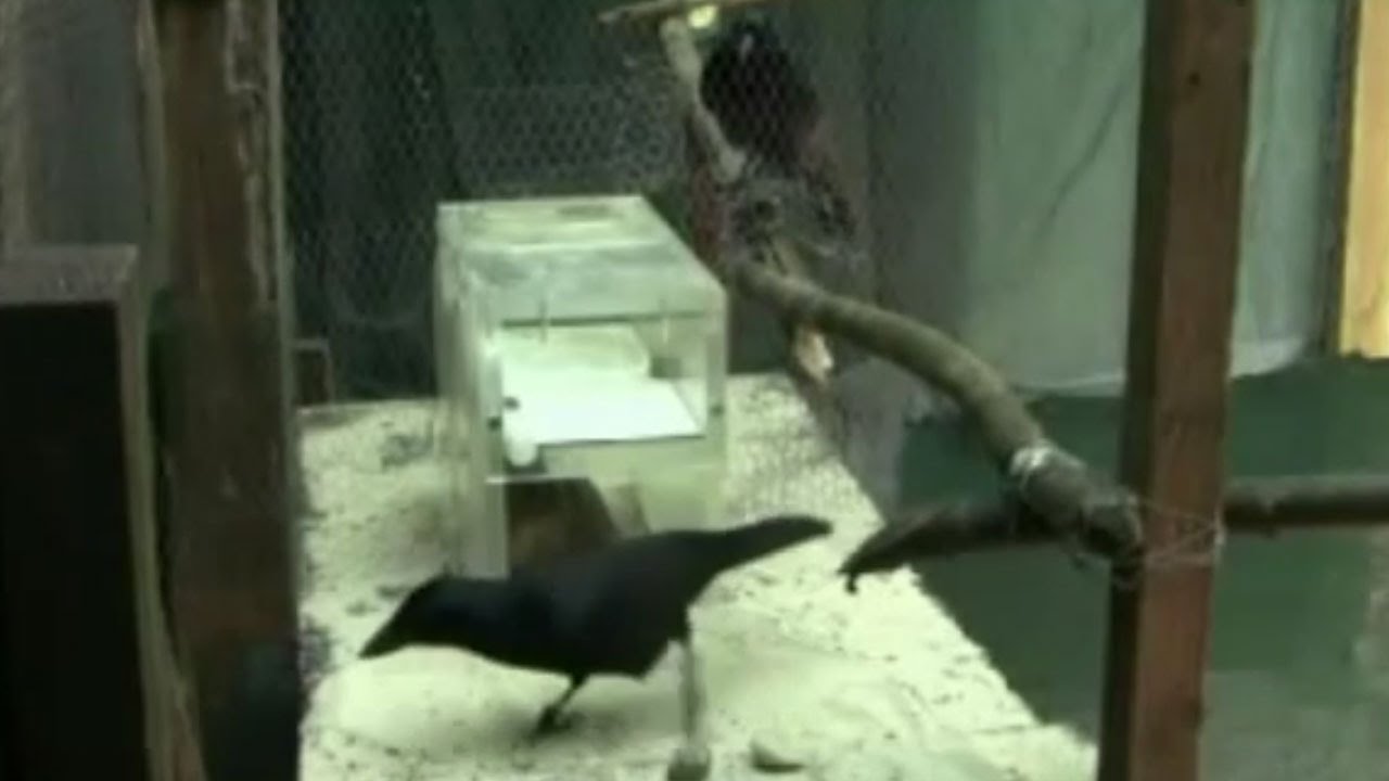 New Caledonian Crows solve collaborative problem