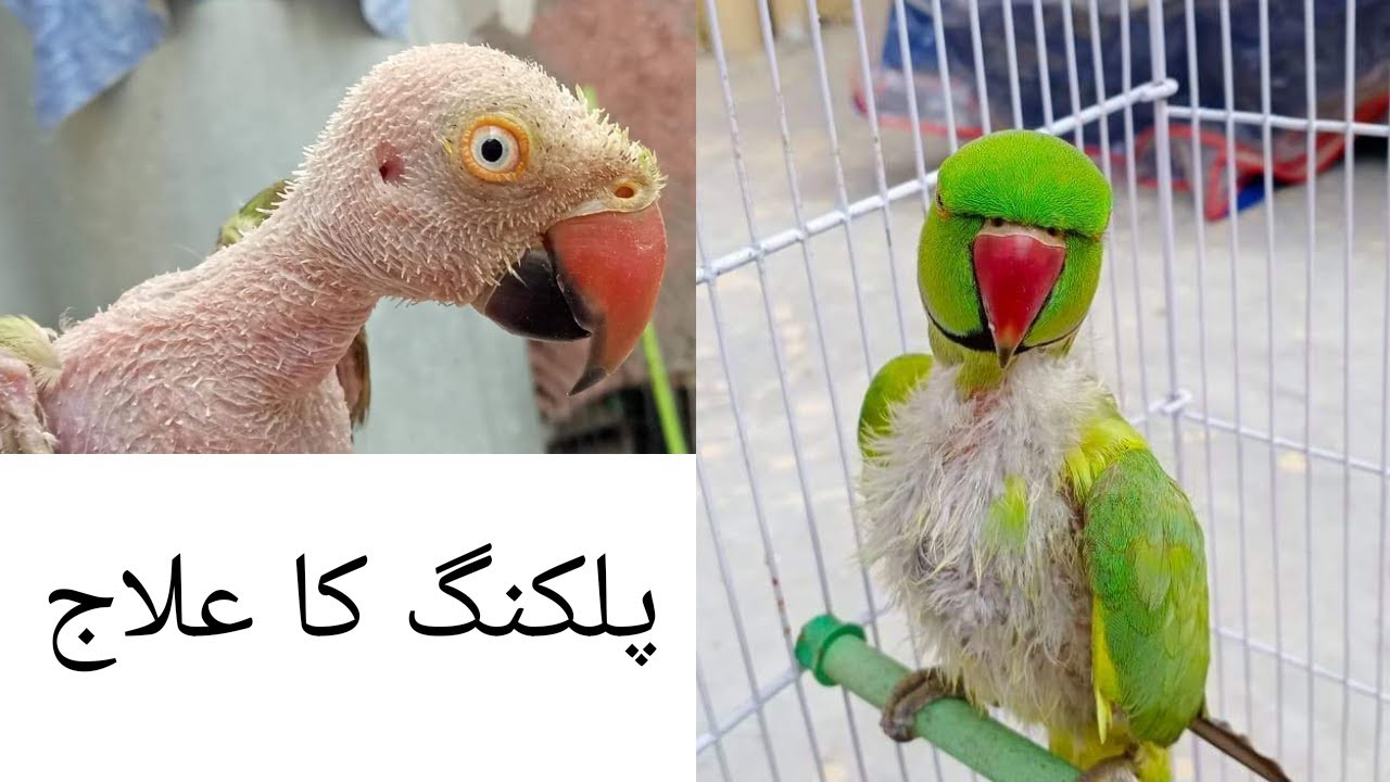 Parrot's Feather Plucking & Treatment (use For All Types Of Bird's )