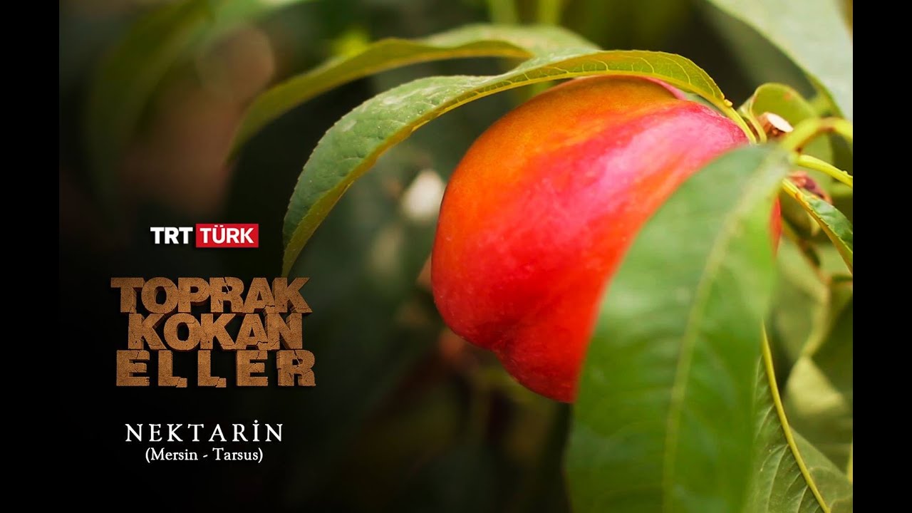 Toprak Kokan Eller 3.Bölüm Tarsus/Nektarin