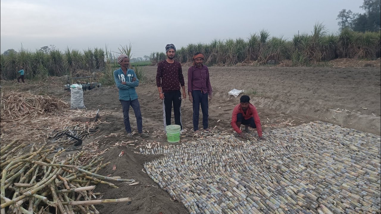 गन्ने की पौध कैसे तैयार करें ? जाने | STP विधि | Sugarcane Nursery