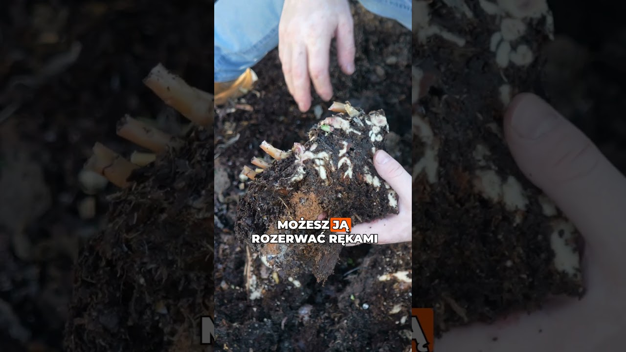 Wiosenne dzielenie bylin i traw 🌱✂️ Najprostsze rozmnażanie
