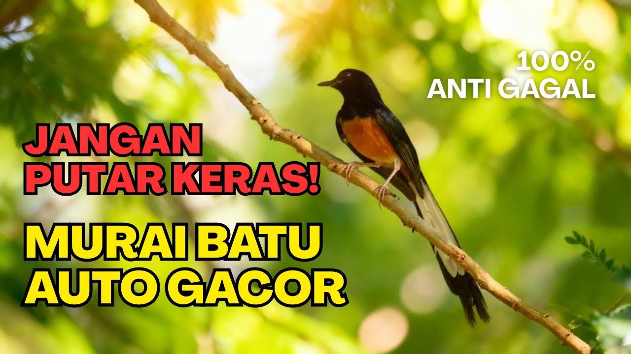 MASTERAN PAMUNGKAS ‼️ Murai Batu Mental NAIK, Volume FULL
