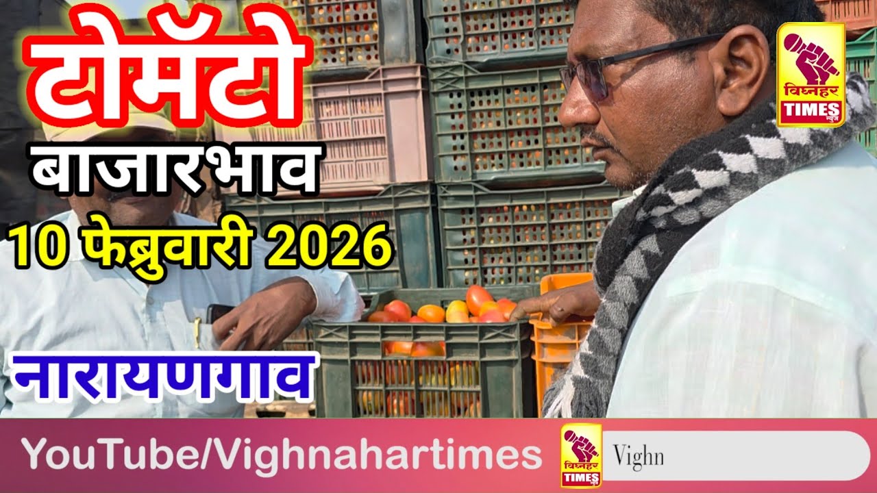टोमॅटो मार्केट मार्केट l दि. 10 फेब्रुवारी 2026 रोजी पहा काय मिळाला बाजारभाव?