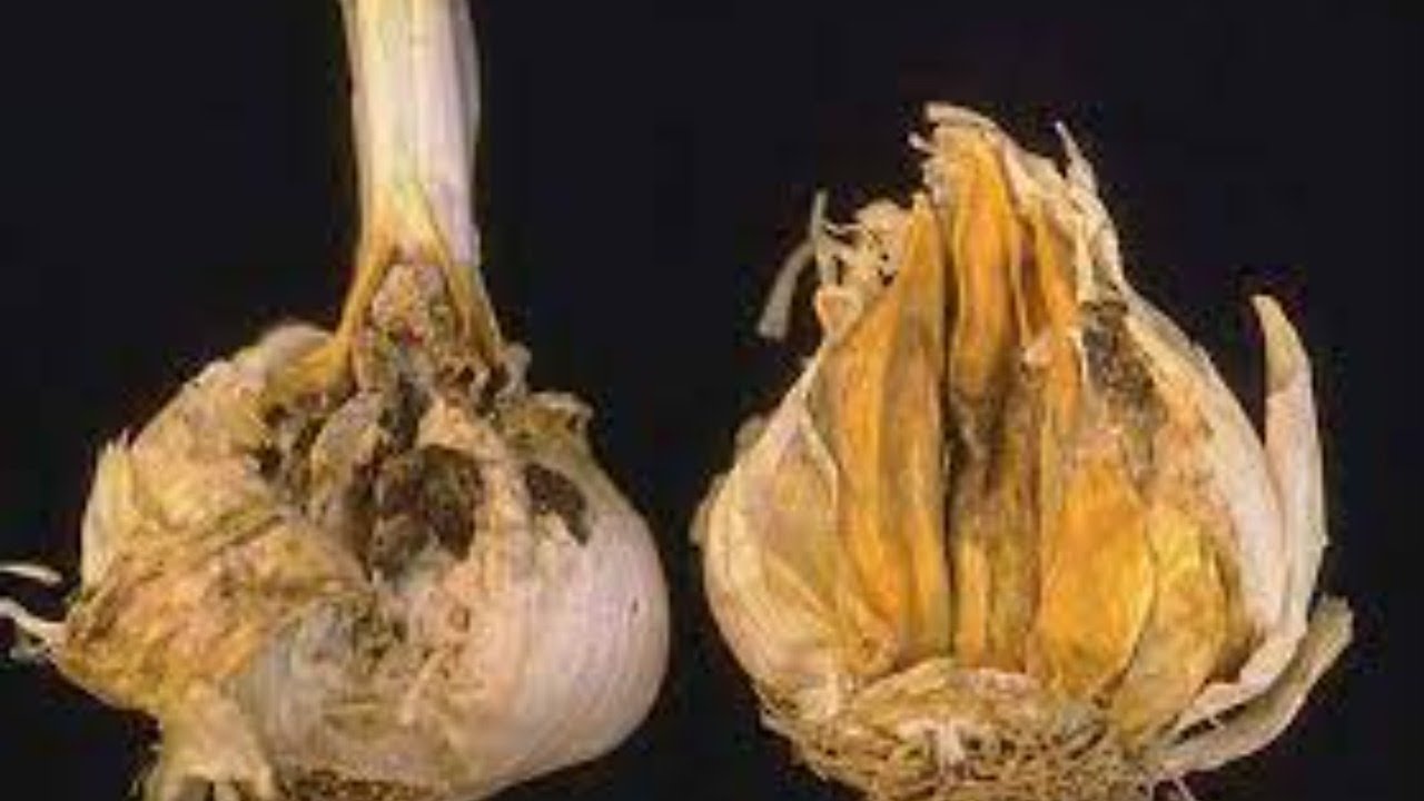 Phenomenon of infection