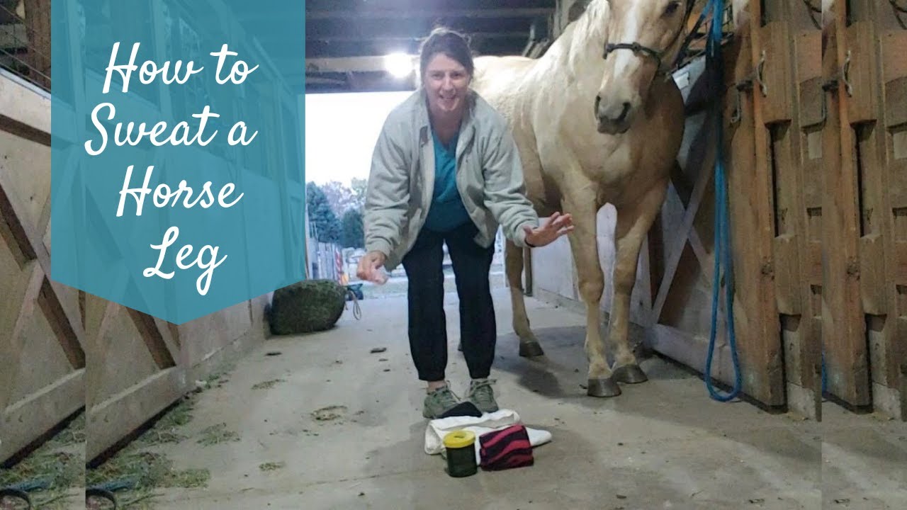 How to sweat a horse leg