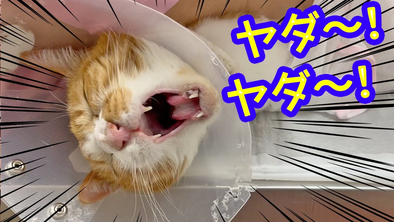 飼い主の入院前…マックと動物病院へ「肛門絞り」に行ってみると。。。絶叫！激しく抵抗！〜オシッコ出ちゃった！
