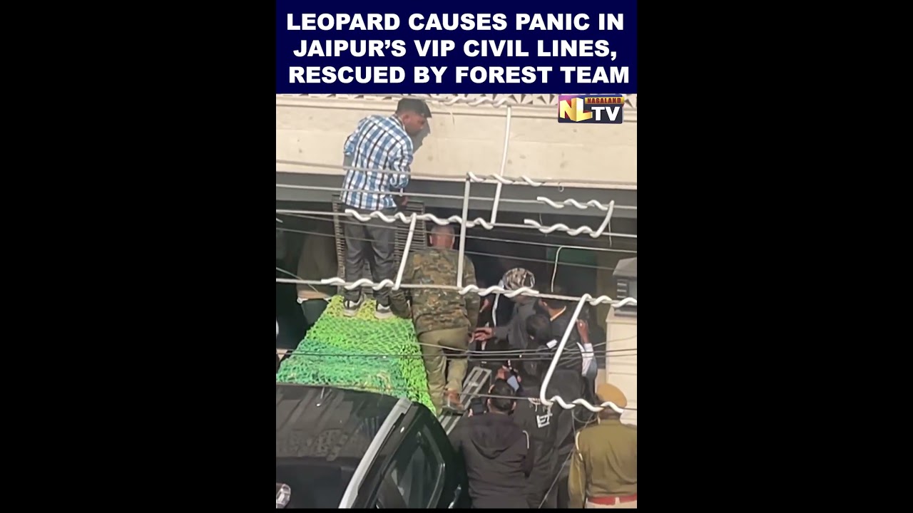 LEOPARD CAUSES PANIC IN JAIPUR&rsquo;S VIP CIVIL LINES, RESCUED BY FOREST TEAM
