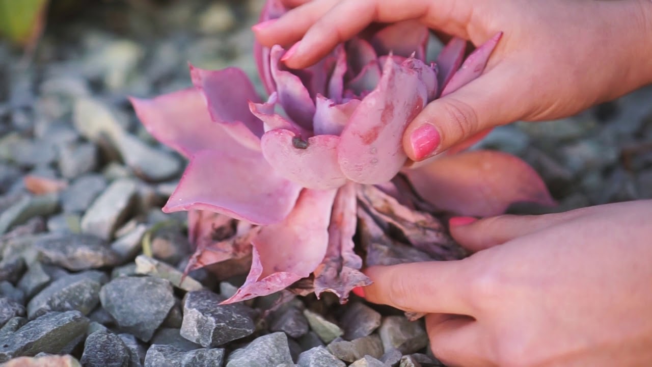ASMR with Succulents - Removing Dried Succulent Leaves