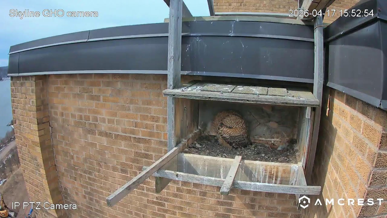 ccbirdclub Live Stream