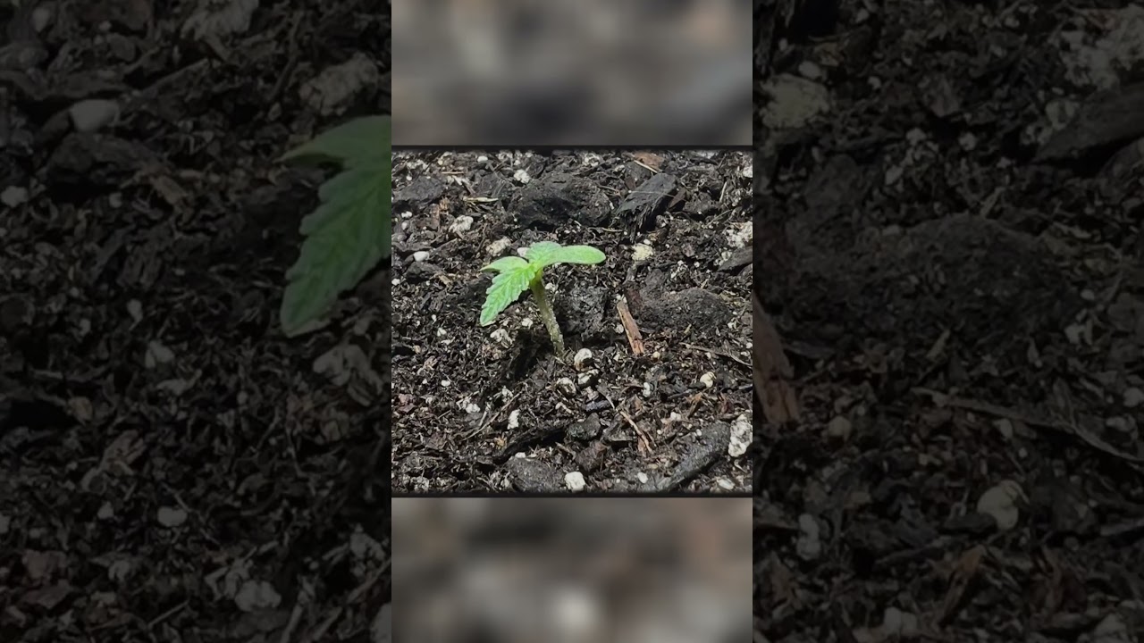 Growin da green  #420 #gardener #pheno hunt