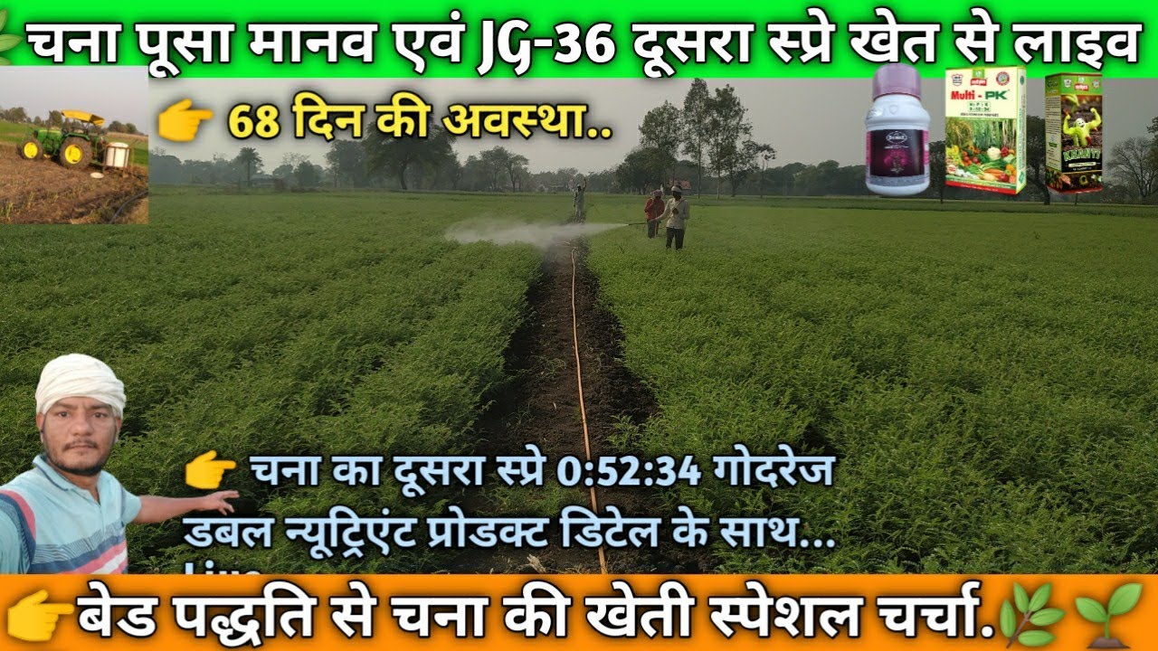 🌿 चना पूसा मानव BGM-20211 का फूलों के लिए दूसरा स्प्रे डिटेल के साथ.🌿💯👍 #pusamanav #jg36 #viralvideo