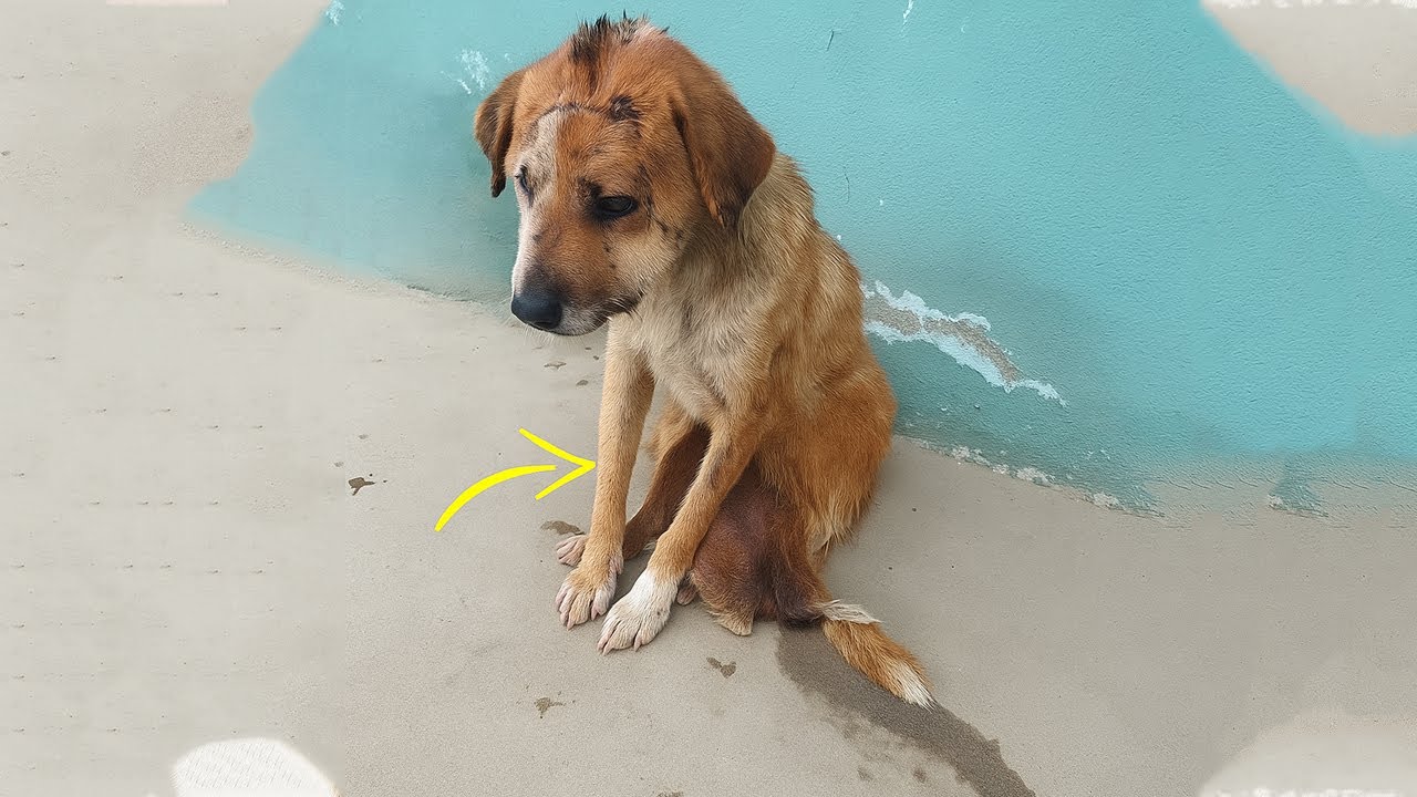 The Kind Mother Dog Used Her Remaining Strength To Protect Her Puppies!