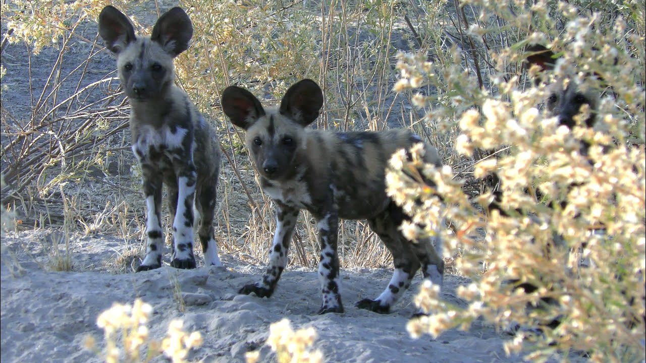 Moremi Game Reserve: Painted Dogs Return from Hunt to Feed Pups
