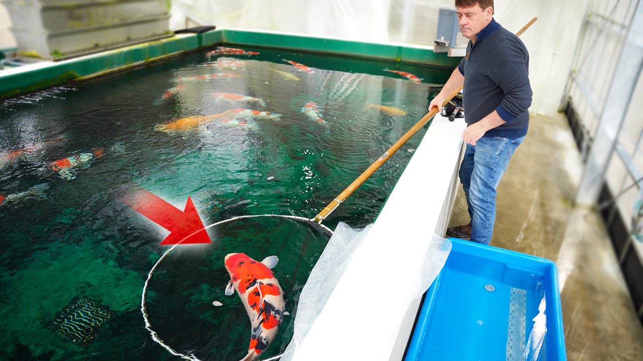 What to Look for when Selecting Koi Fish **BIG FISH**