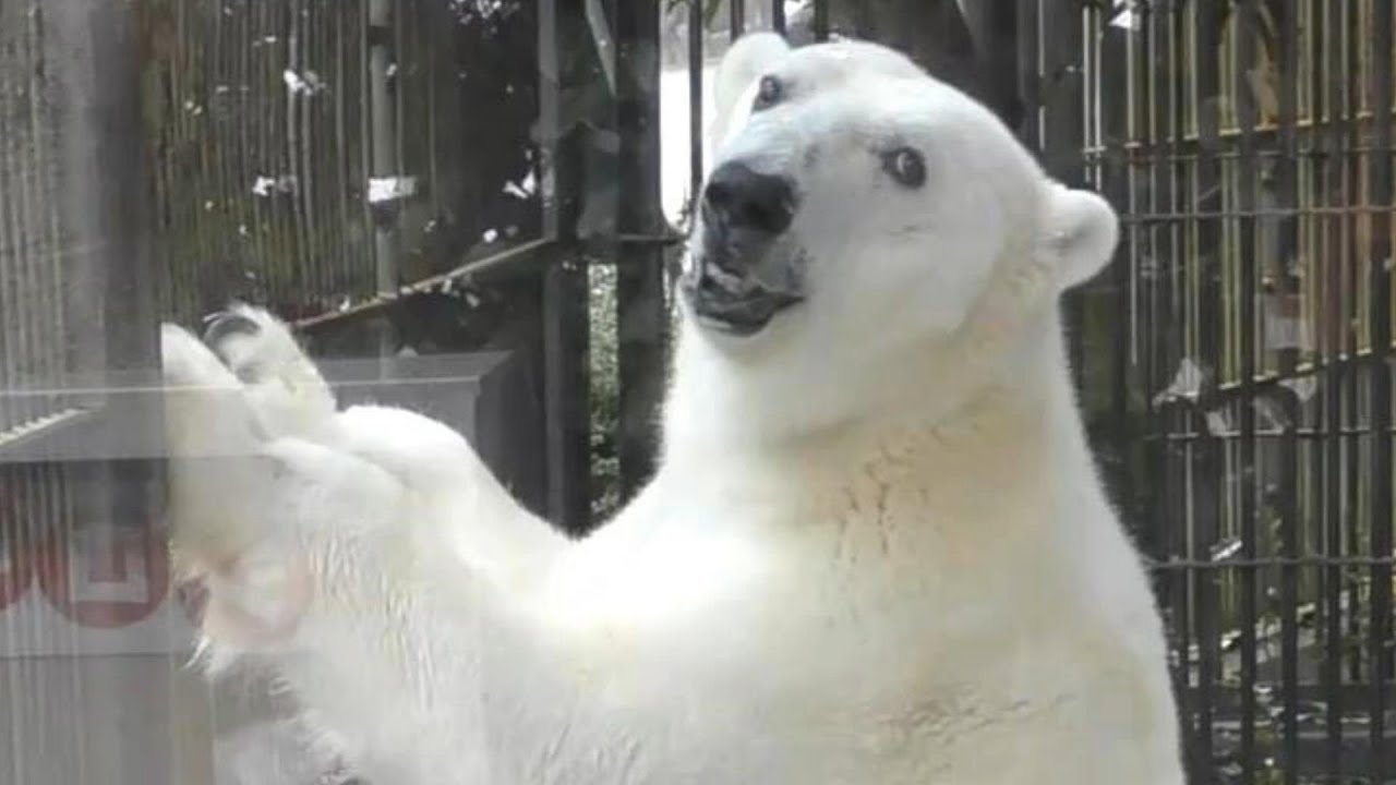 しろくまピース25歳の誕生会前からウキウキモードで嬉しそう♪とべ動物園にて