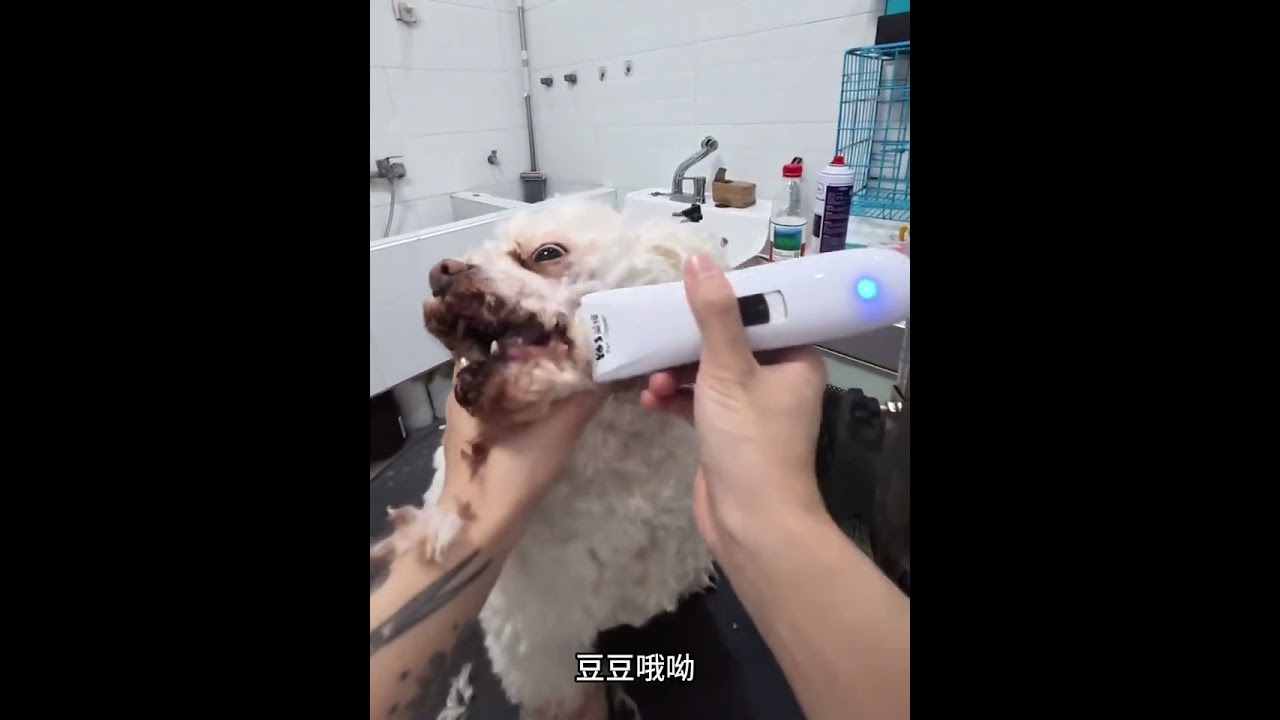 DIY Big Dog Grooming: My Furry Friend's Styling Journey
