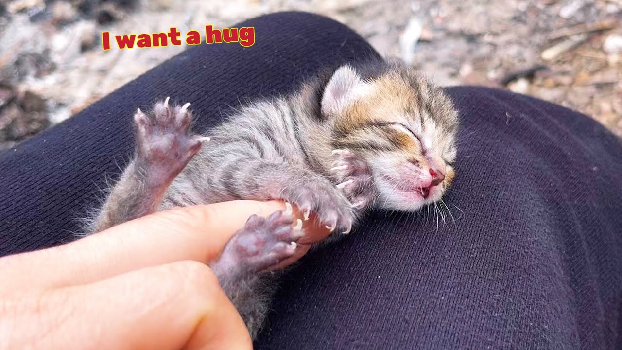The poor kitten, abandoned by its mother, clung to my finger and wouldn't let go | Mike Family