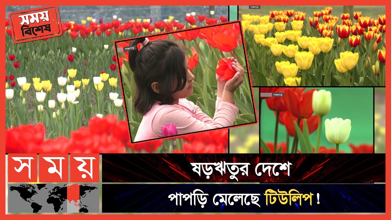 তেঁতুলিয়ায় টিউলিপের রাজসিক সৌন্দর্য ছড়াচ্ছে মুগ্ধতা! | Tulip Cultivation In Bangladesh | Panchagarh