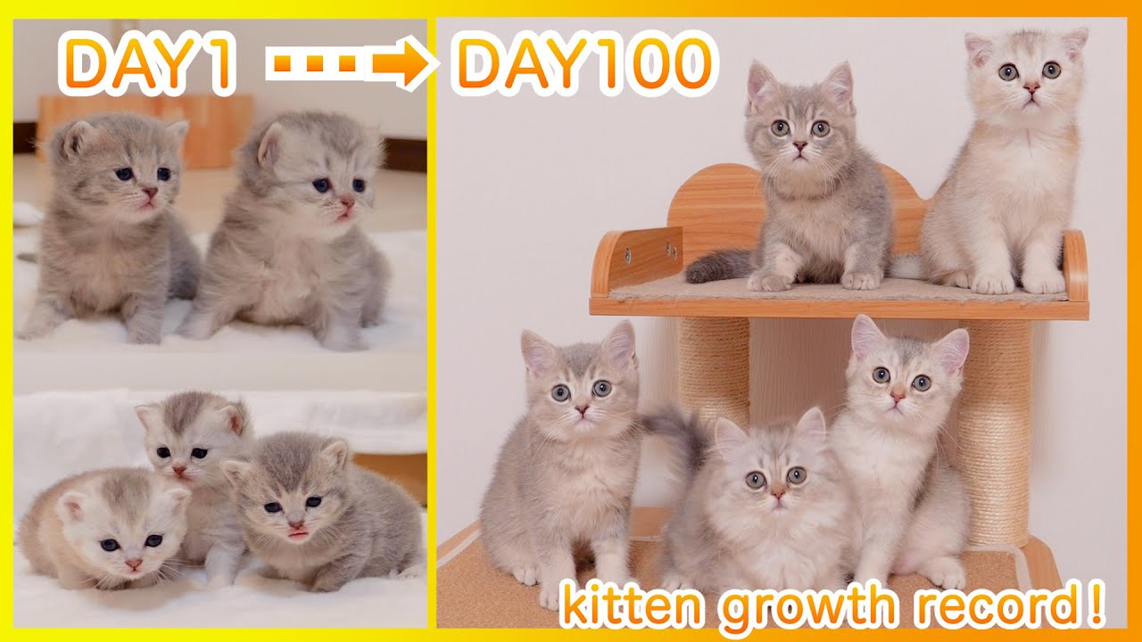The kittens' 100-day record was so cute and moving.