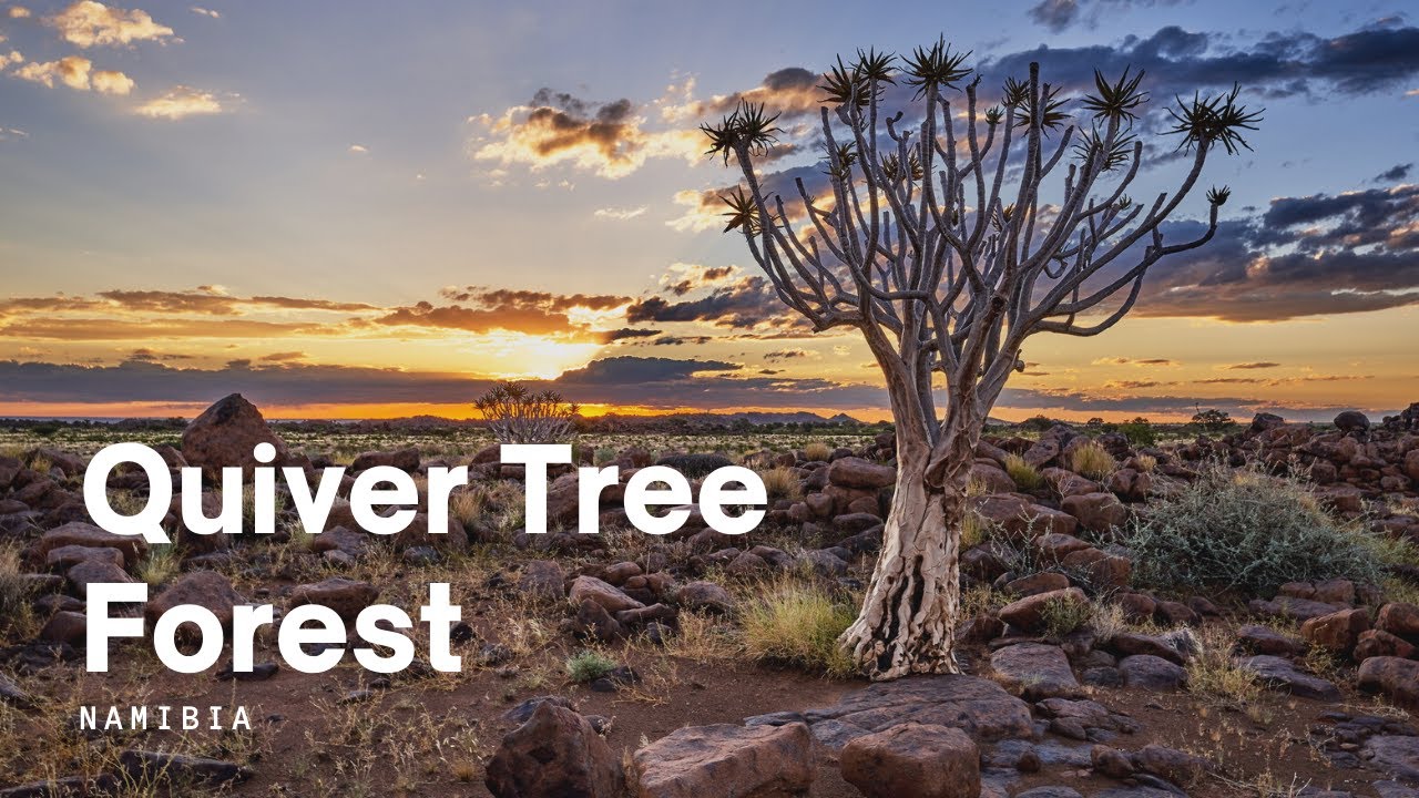 Quiver Tree Forest Namibia Keetmanshoop [4K]