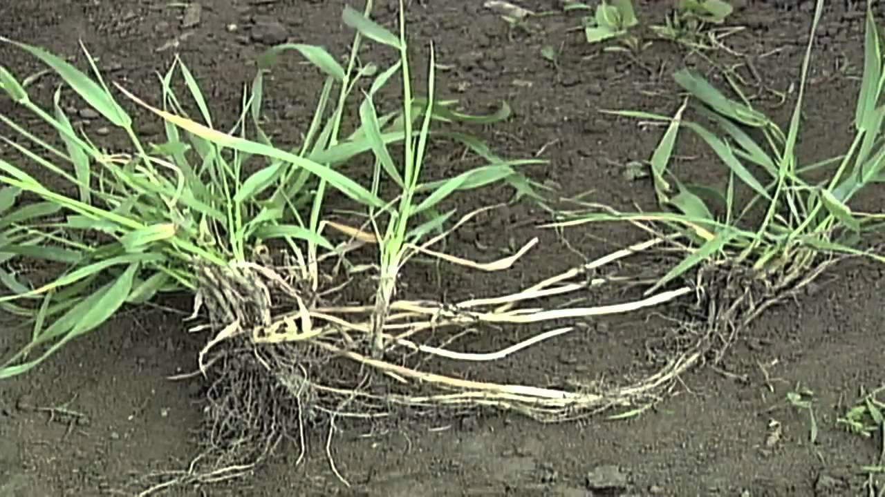 Farm Basics-Types of Weeds #644 (Air Date 8/8/10)