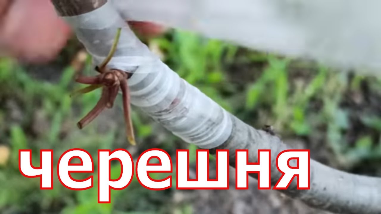 как Привил Черешню Летом // cherry grafting