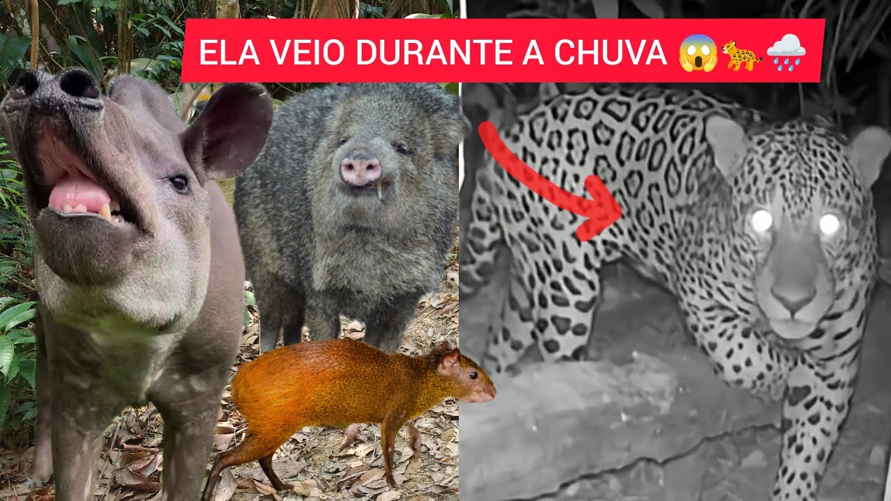 FILMEI A ONÇA PINTADA PASSANDO NA CEVA DURANTE A CHUVA! TEVE MUITA MOVIMENTAÇÃO DE PORCÃO E ANTAS
