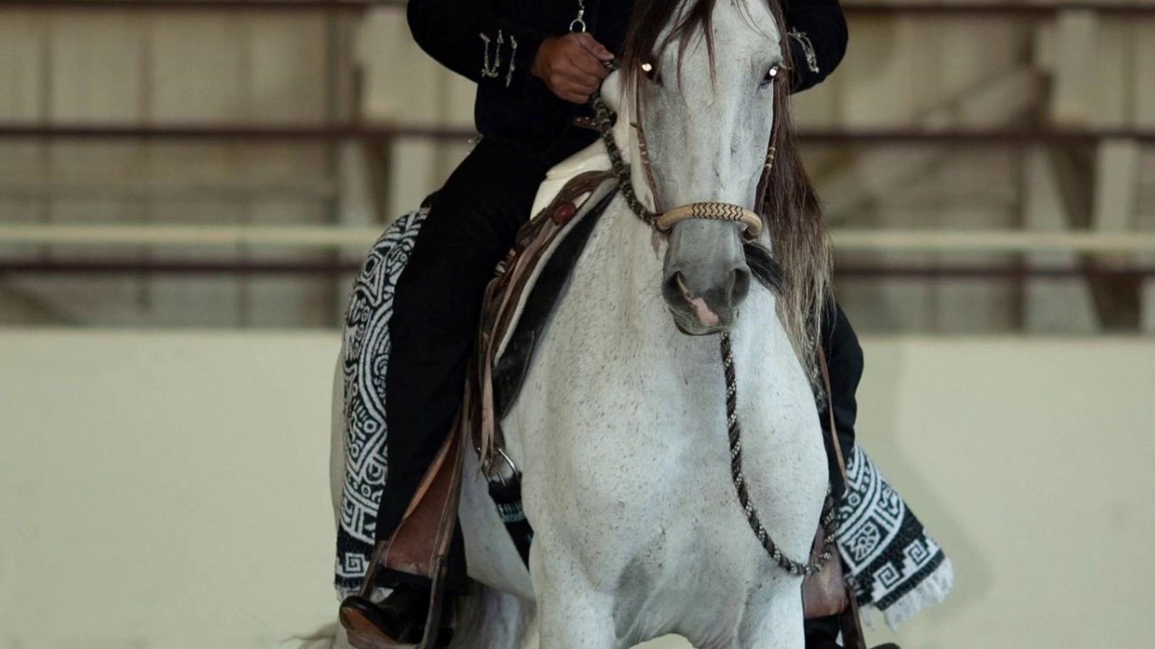 Vaquero Horsemanship Through Classical Riding
