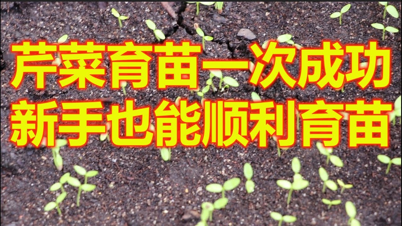 芹菜育苗成功的关键，掌握一个小窍门，新手也能顺利育苗！
