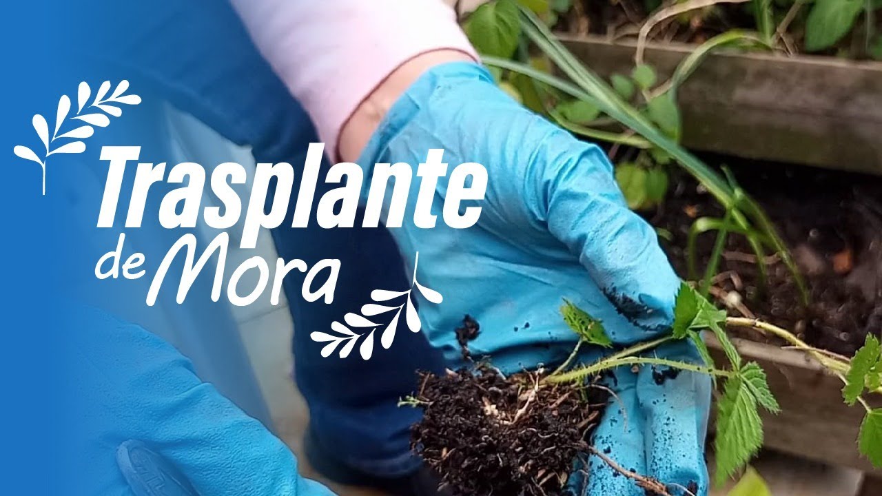 🍃 Trasplante y cultivo de la Planta de Mora 🍇  Zarzamoras En El Huerto