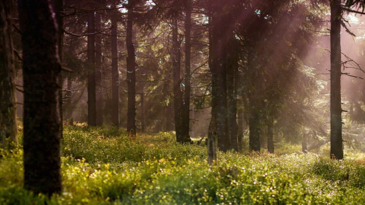 Relaxing Slavic Fantasy Music Mix - Calm + Forest Sounds - PAGAN SPRING
