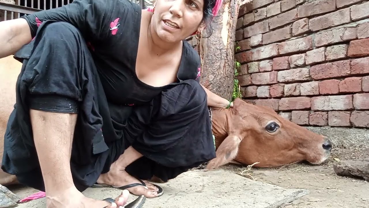 #buffalo🐃#cow🐄 नहवाई गर्मी में होदी🪴 के पास खड़ी करके 🥶और ले कर आई बरमे पर त्य पानी 🌺🫧