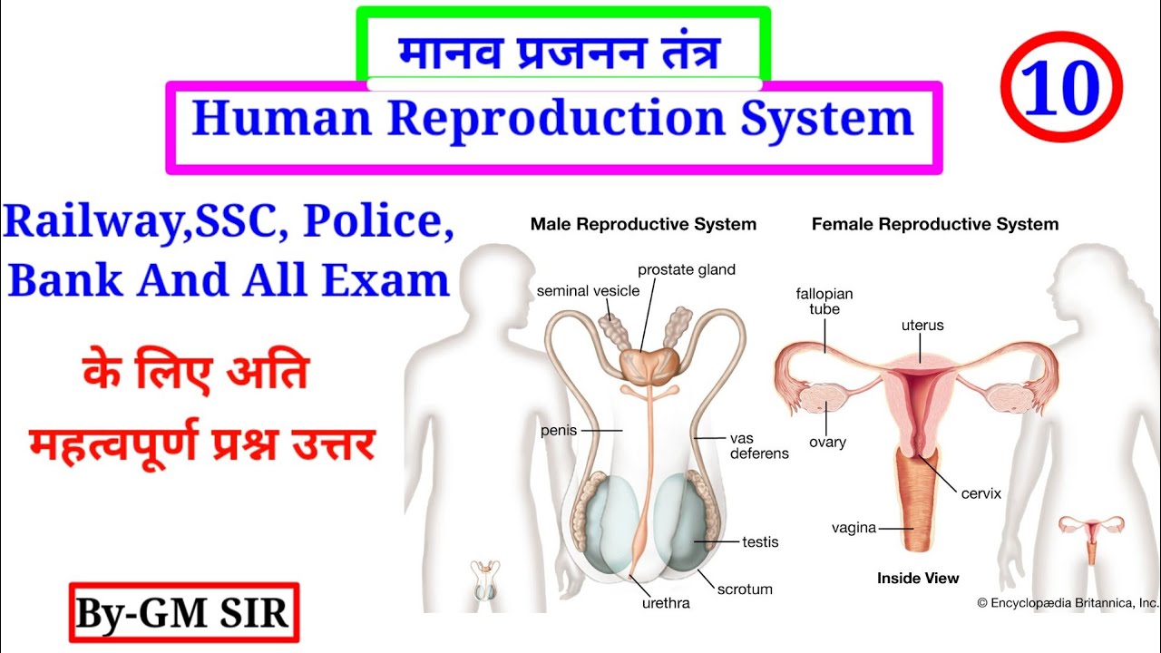 Human Reproduction System| मानव प्रजनन तंत्र|3D Diagram|For -RRB NTPC ALP And All One Day Exam|BY-GM